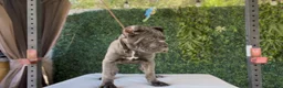 Cane Corso dogs for sale: Channel - Ad 10