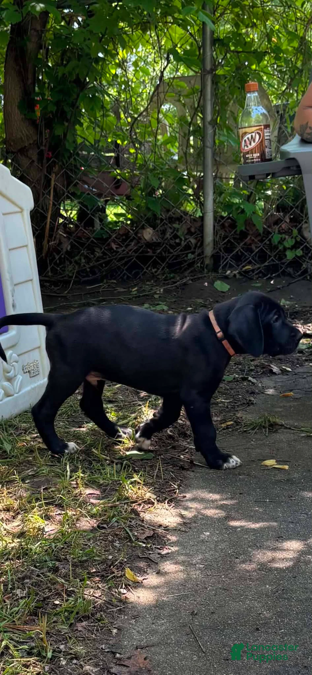Great Dane dogs for sale: Black Female - Ad 7