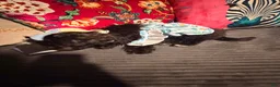 Corgipoo dogs for sale: Corgipoo 1 - Ad 2