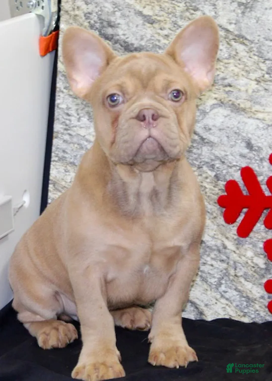 French Bulldog dogs for sale: Dustin - Ad 3