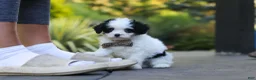 Cavapoo dogs for sale: Brady - Ad 8