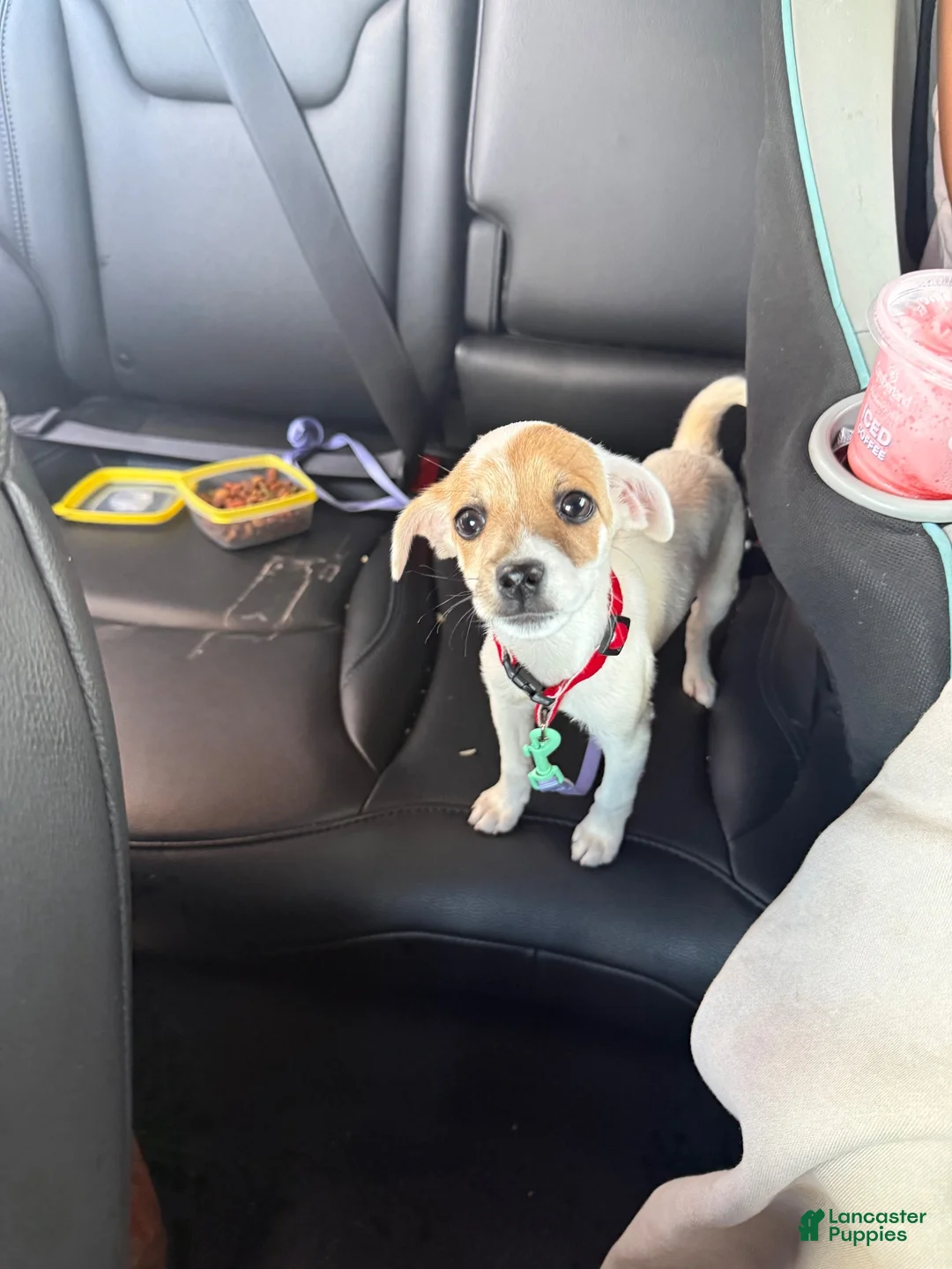 Jack Chi dogs for sale: Baker - Ad 1