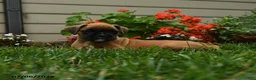 Boxer dogs for sale: Pepper - Ad 3
