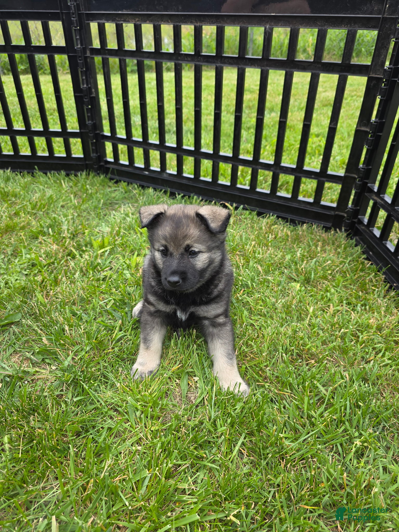 Norwegian Elkhound dogs Purple  - Ad 4
