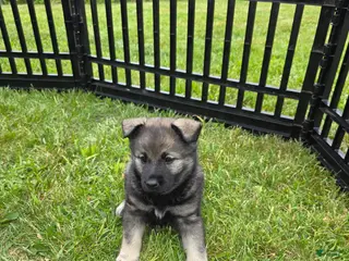 Norwegian Elkhound dogs Purple - Ad 3