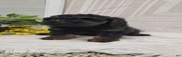 Cockapoo dogs for sale: Moses - Ad 14