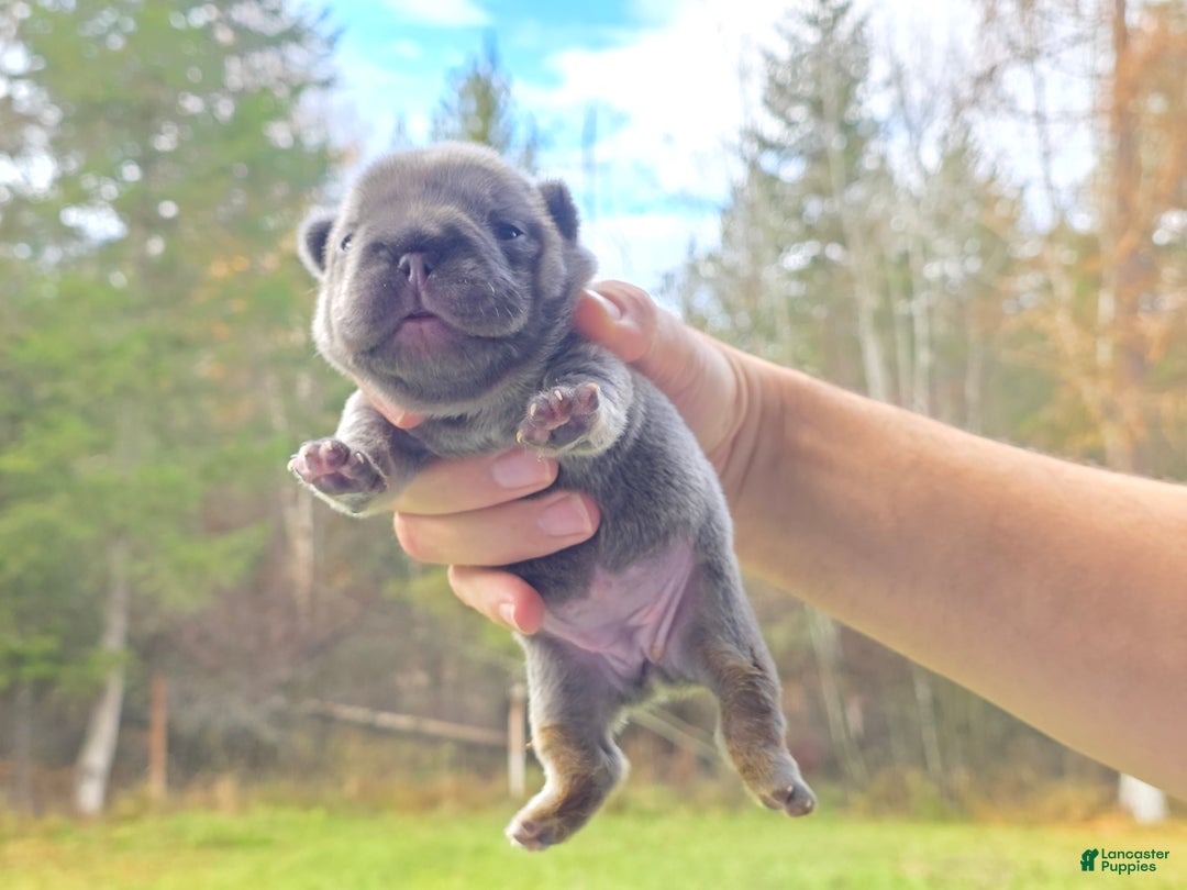 French Bulldog dogs for sale: ❄️ Iduna – Blue Big Rope French Bulldog, carries fluffy - Ad 12