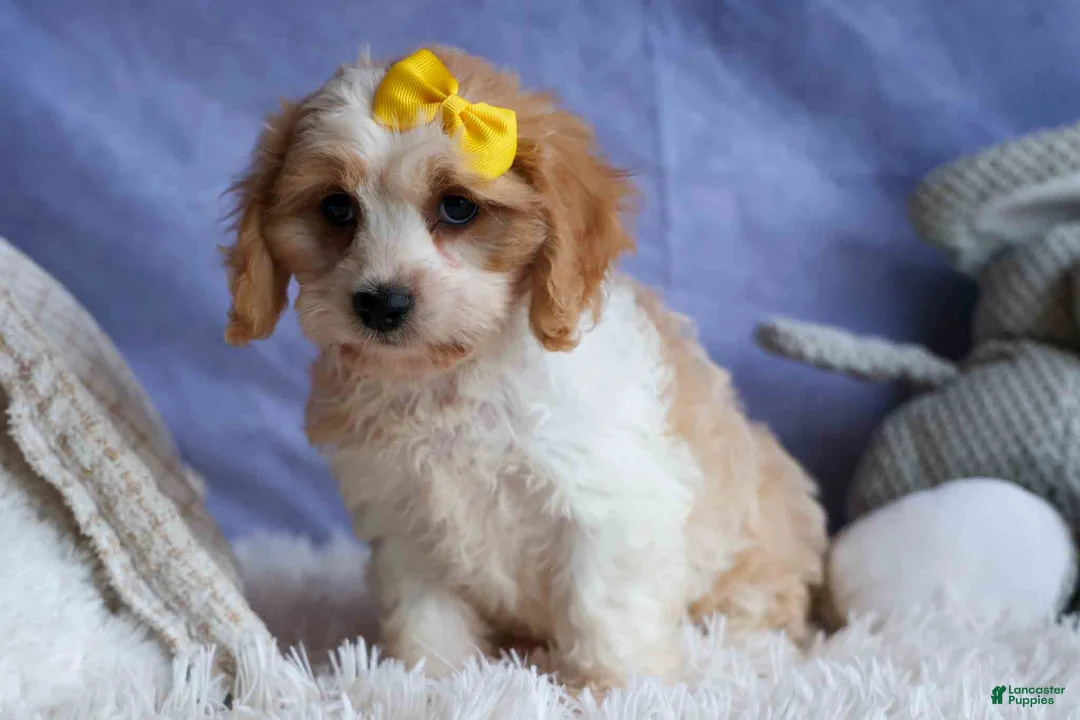Cavachon dogs for sale: RUBY - Ad 2