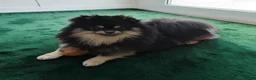 Pomeranian dogs for sale: Barney - Ad 4