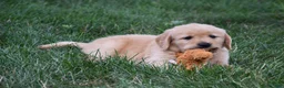 Golden Retriever dogs for sale: Oliver - Ad 4