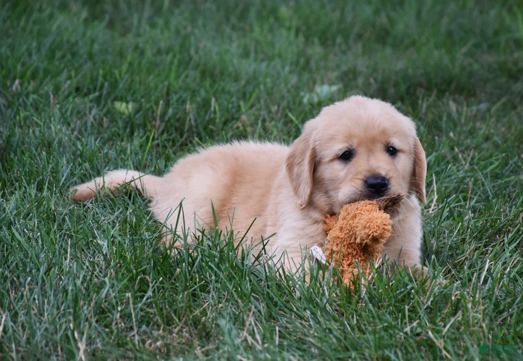Golden Retriever dogs for sale: Oliver - Ad 4