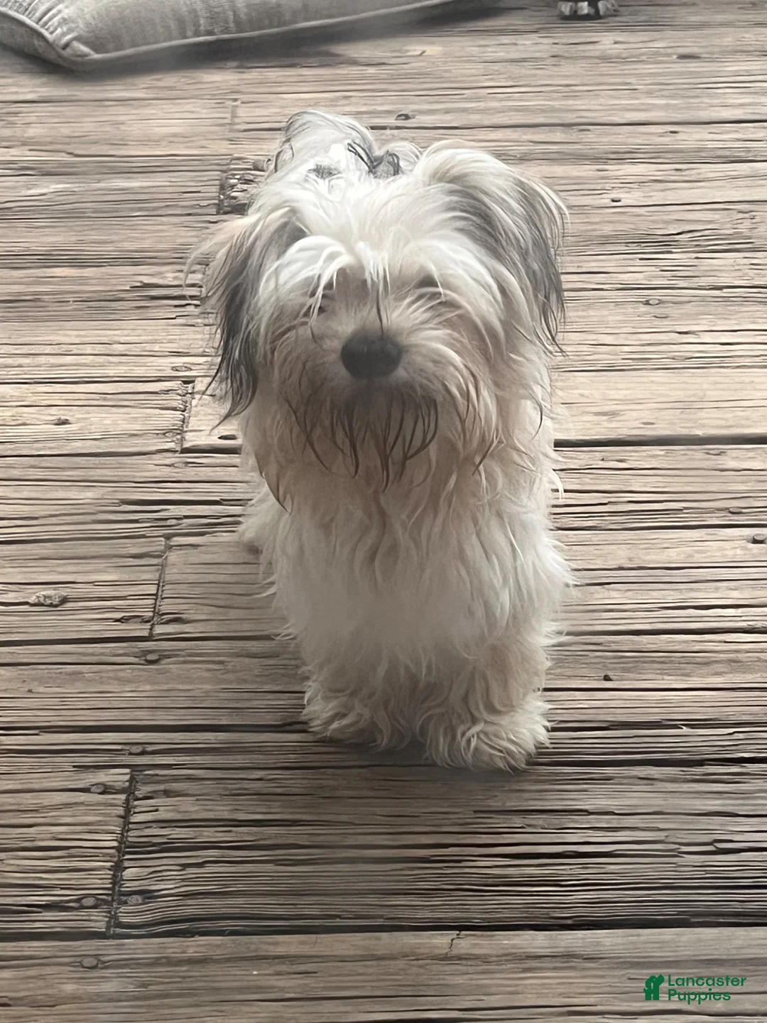 Maltipoo dogs for sale: Maltipoo Puppy 2 - Ad 2