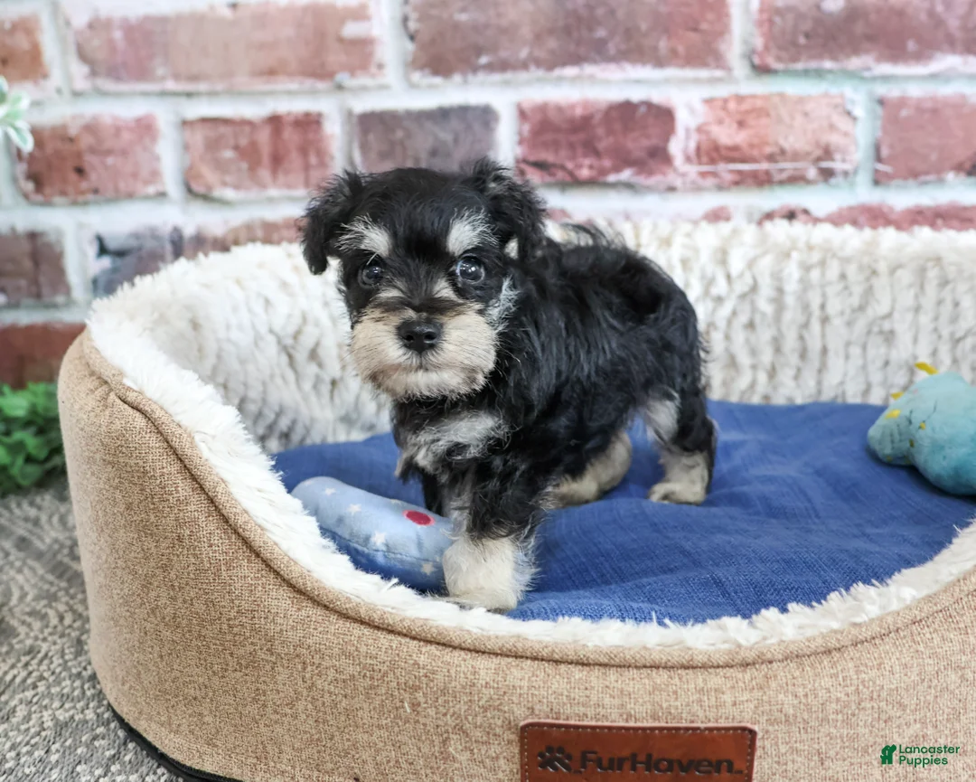 Miniature Schnauzer dogs for sale: Jacob - Ad 1