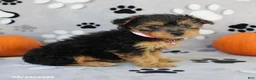 Yorkiepoo dogs for sale: Sabrina - Ad 5