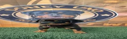 Rottweiler dogs for sale: Layla  - Ad 3