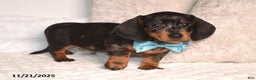 Miniature Dachshund dogs for sale: Nipper - Ad 2