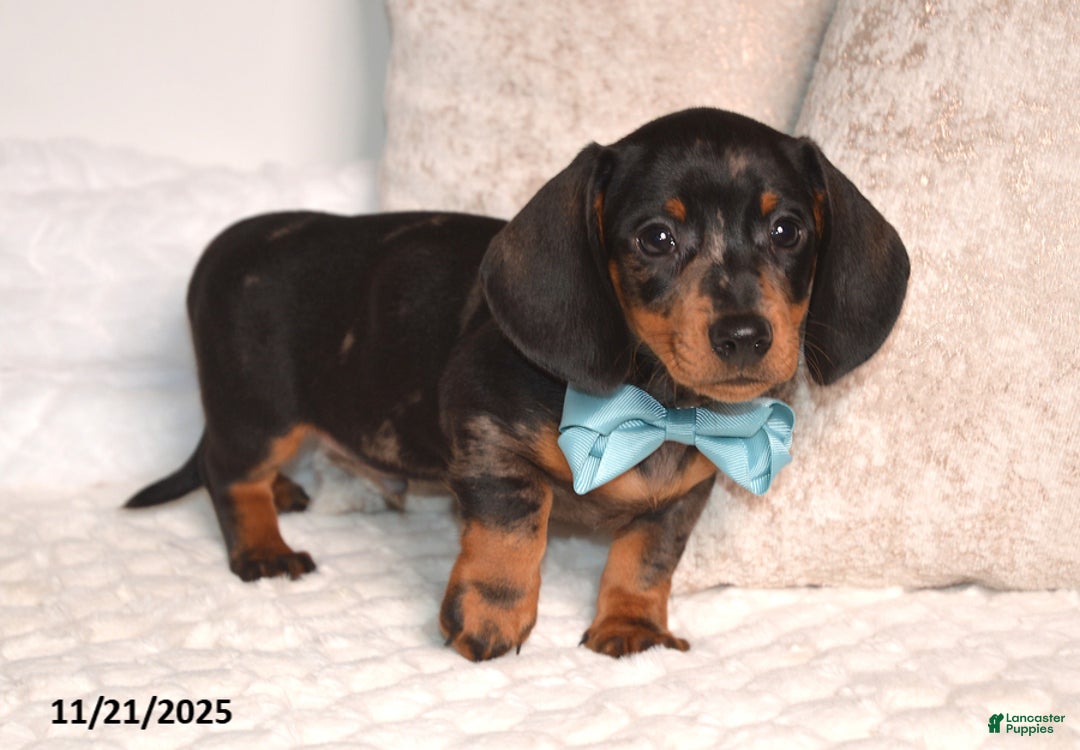 Miniature Dachshund dogs for sale: Nipper - Ad 2