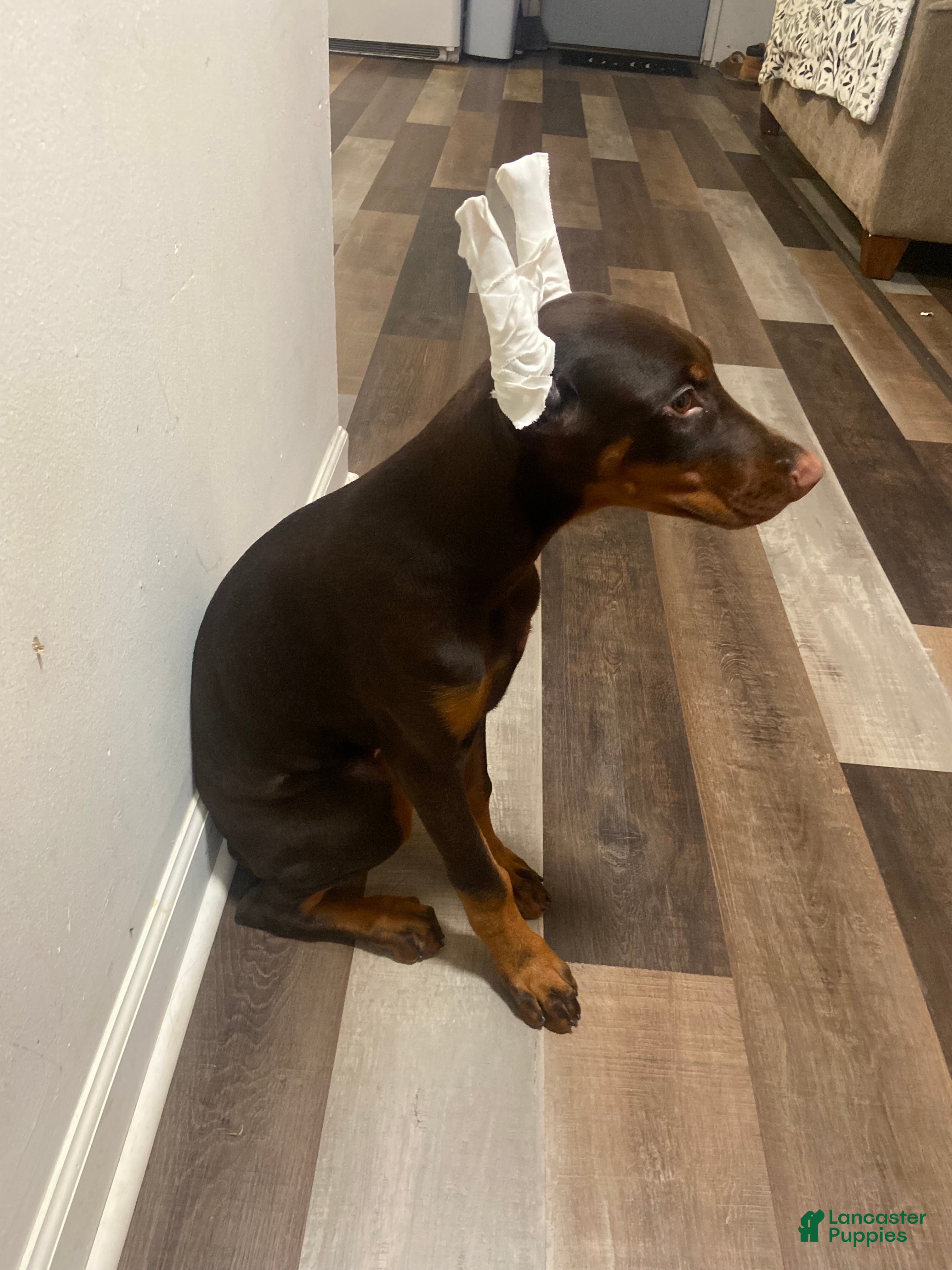 Doberman Pinscher dogs Coco - Ad 34