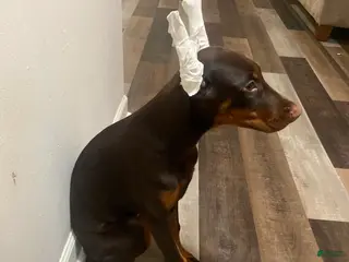 Doberman Pinscher dogs Coco - Ad 34