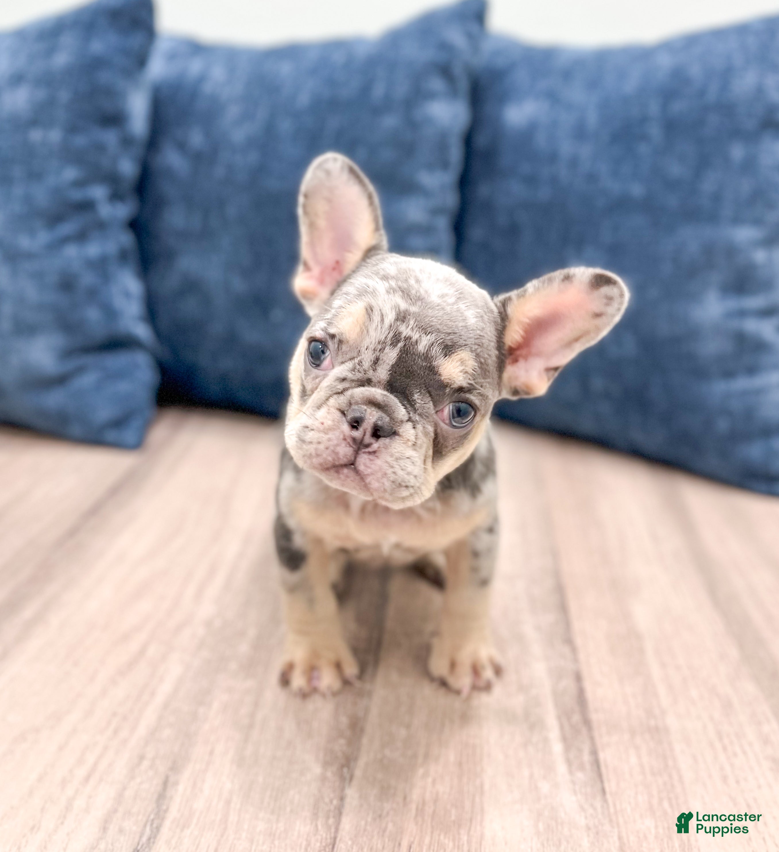 French Bulldog dogs Gracie - Ad 39