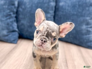 French Bulldog dogs for sale: Gracie - Ad 1