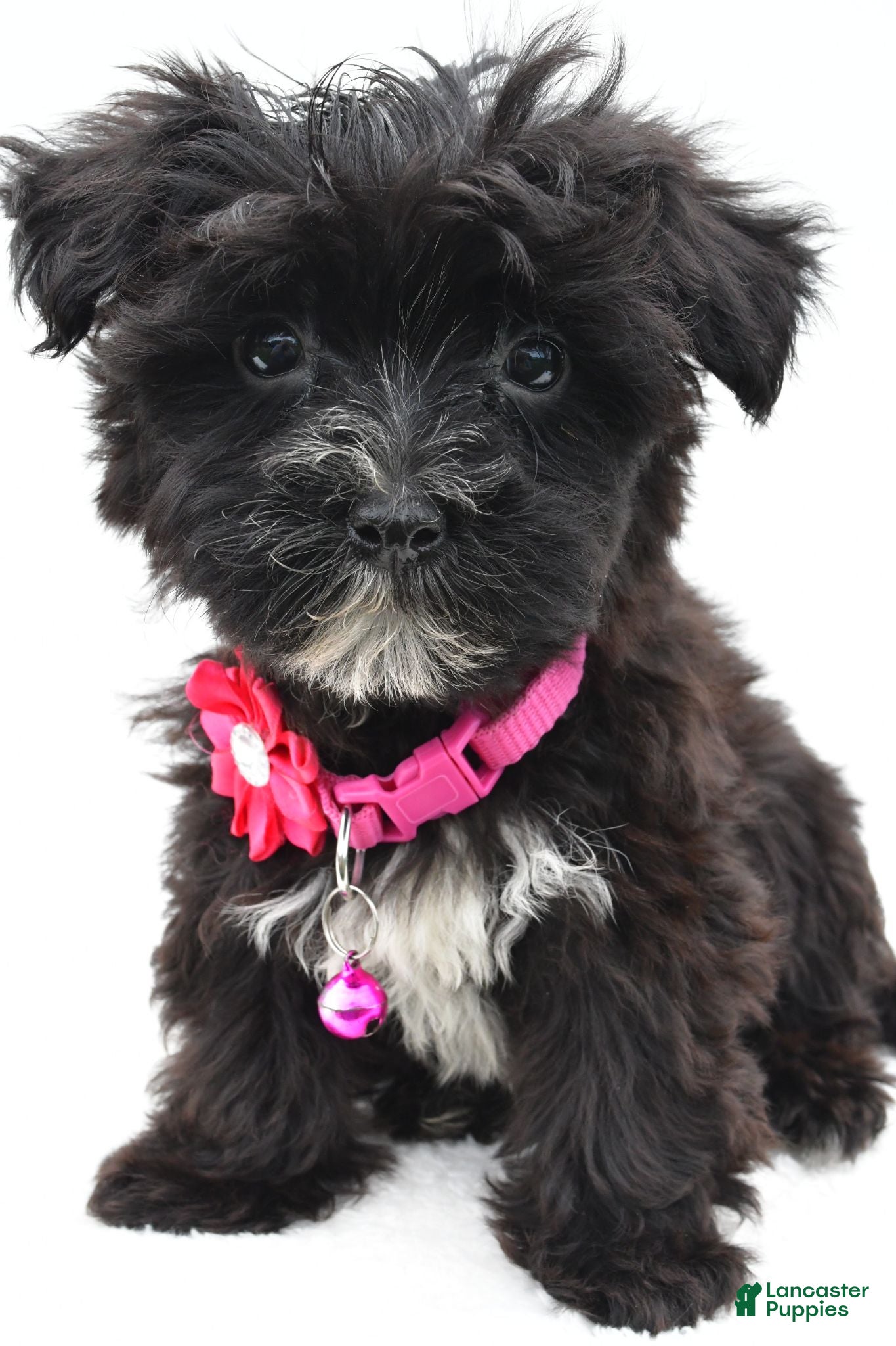 Morkie dogs Willow - Ad 2