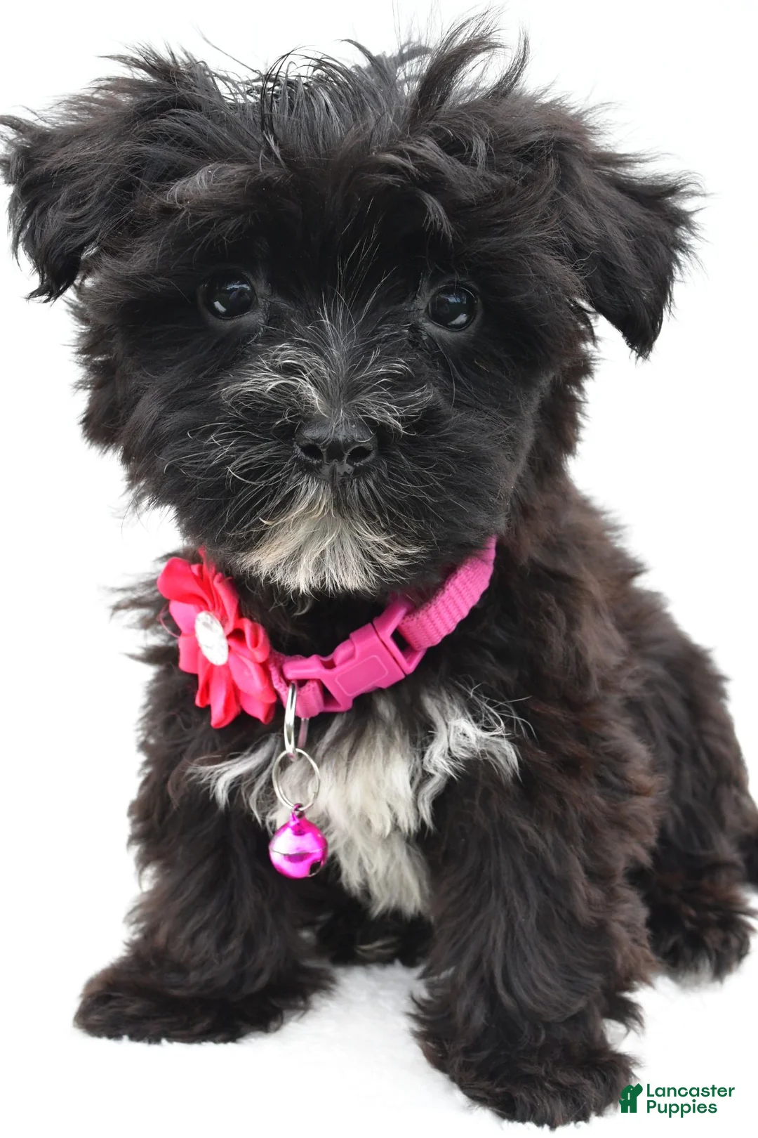 Morkie dogs for sale: Willow - Ad 2