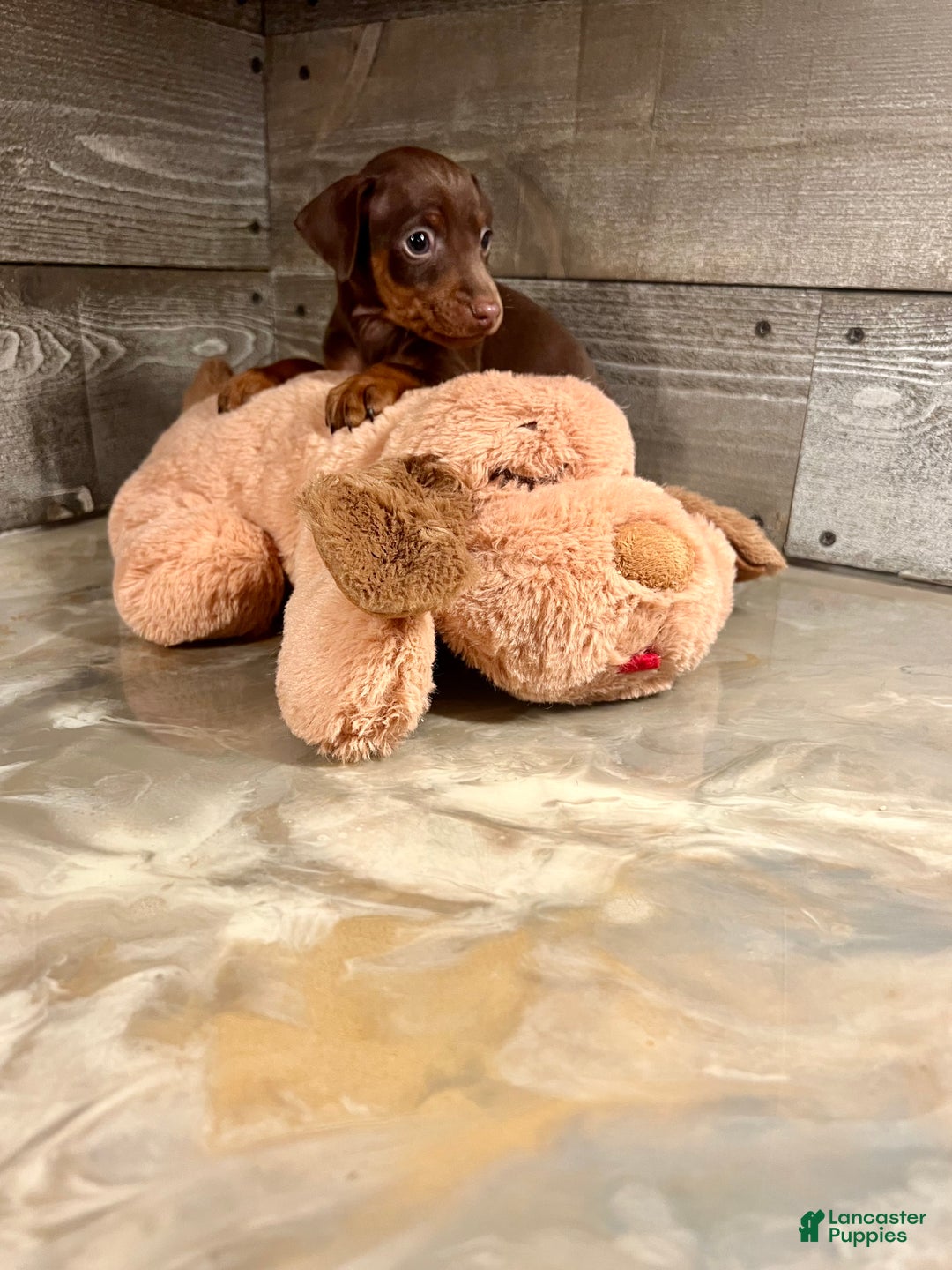 Miniature Pinscher dogs for sale: Toffee - Ad 3