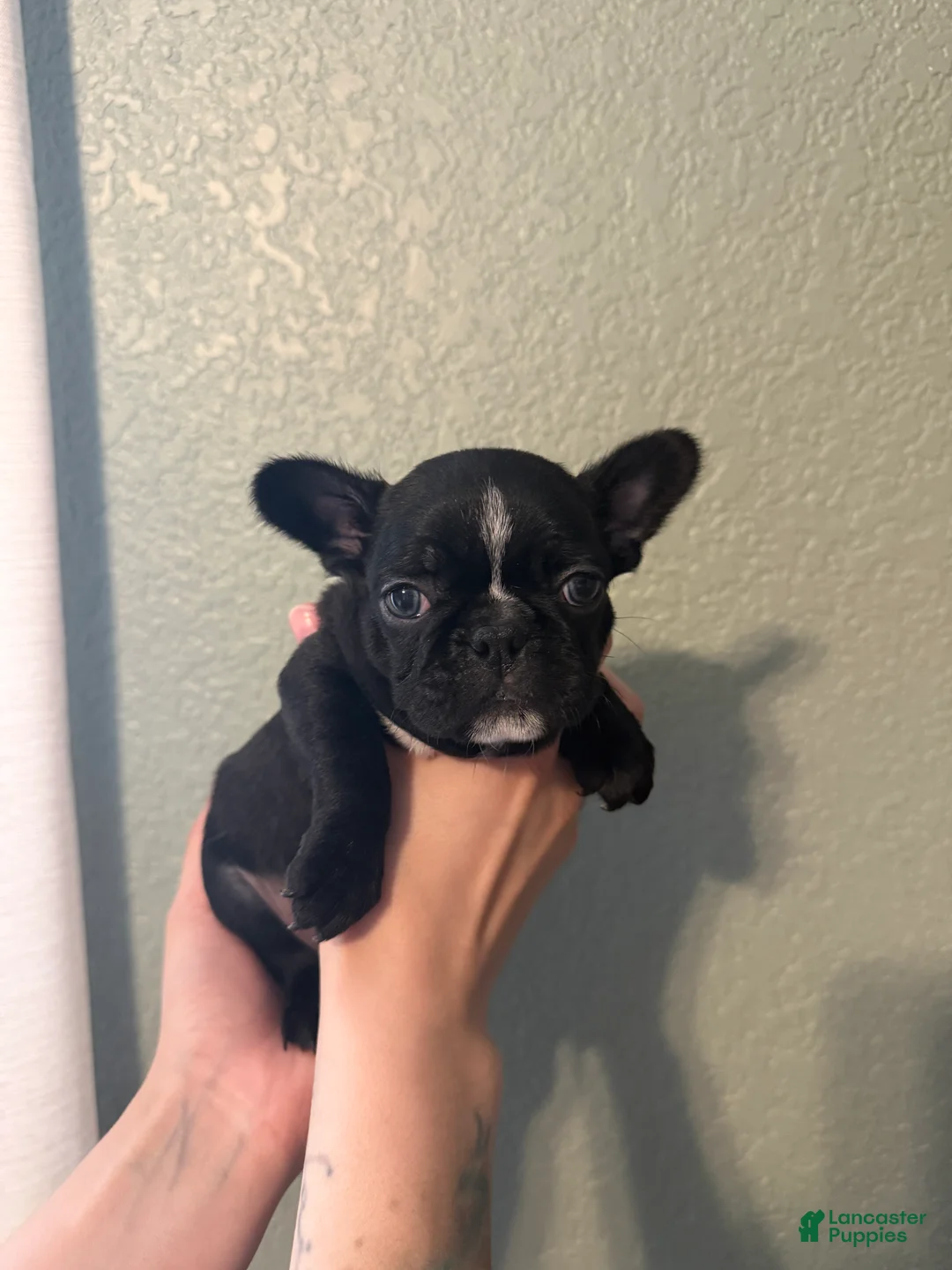 Frenchton dogs for sale: TJ - Ad 2