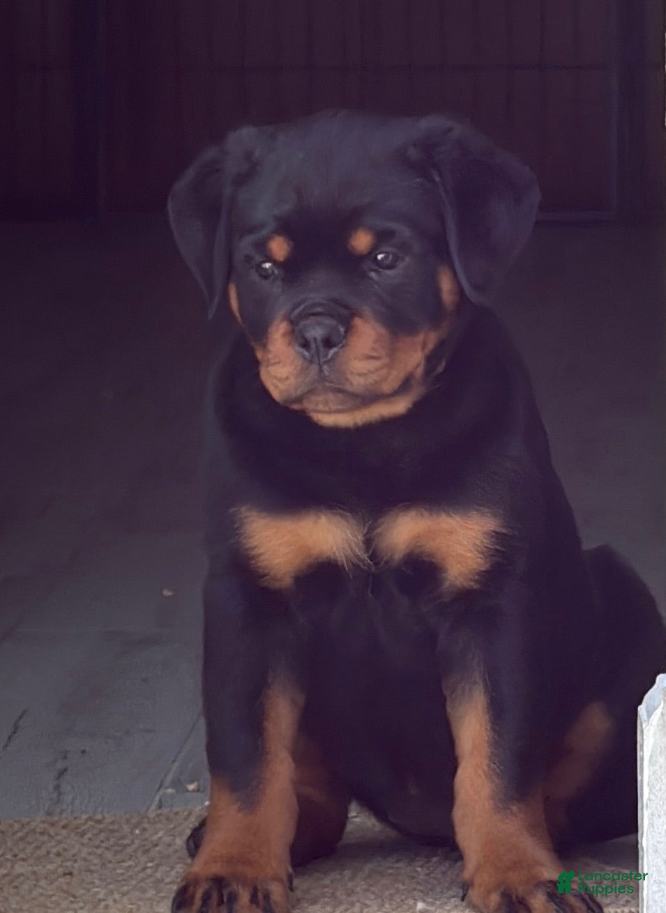 Rottweiler dogs Belize  - Ad 1