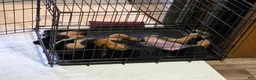 Rottweiler dogs for sale: Brown  - Ad 13