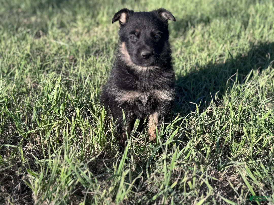 German Shepherd dogs for sale:  Puppy 2 - Ad 1