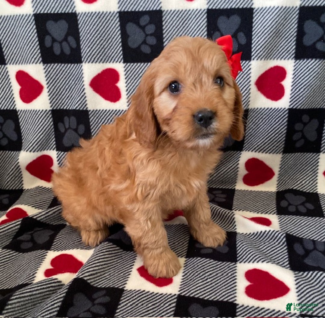 Mini Goldendoodle dogs for sale: Diamond- mini/ medium - Ad 2