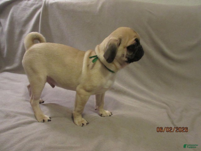 Pug dogs for sale: Pug Puppy 2 - Ad 8