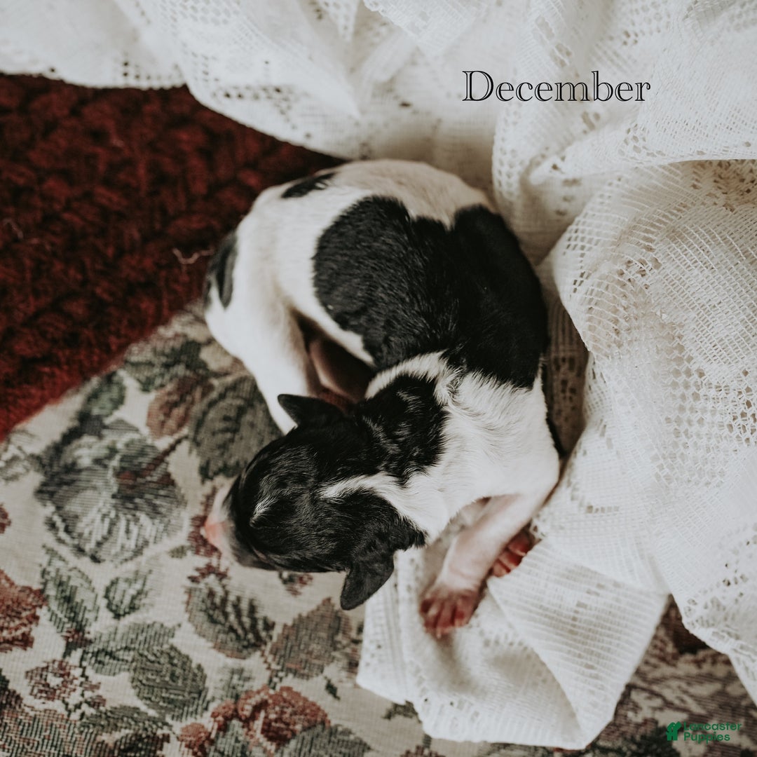 Standard Poodle dogs for sale: December - Ad 6