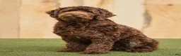 Mini Goldendoodle dogs for sale: Calvin - Ad 6