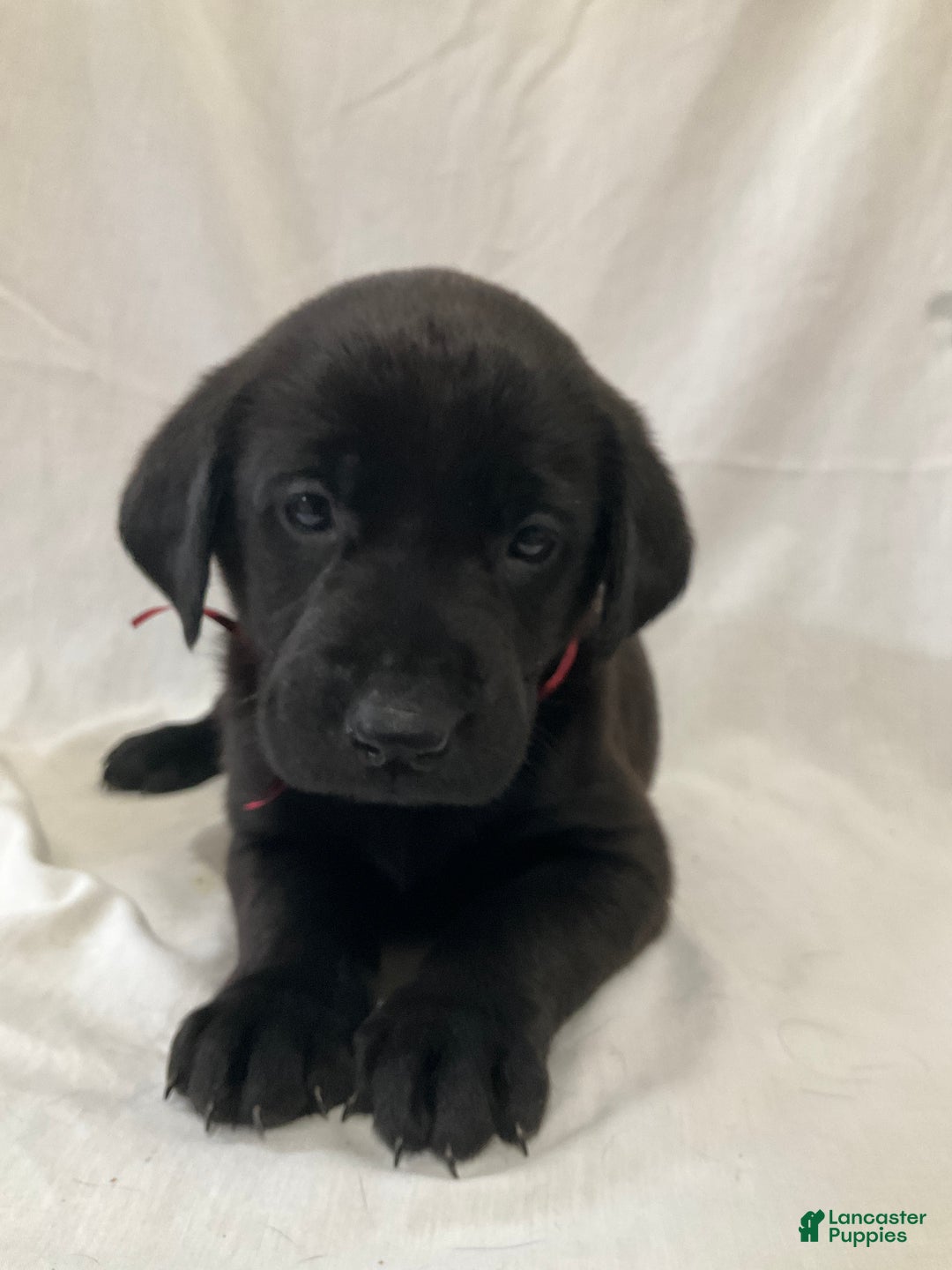 Labrador Retriever dogs for sale: Rosey - Ad 5