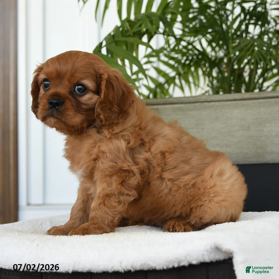 Cavalier King Charles Spaniel dogs for sale: Indie - Ad 2