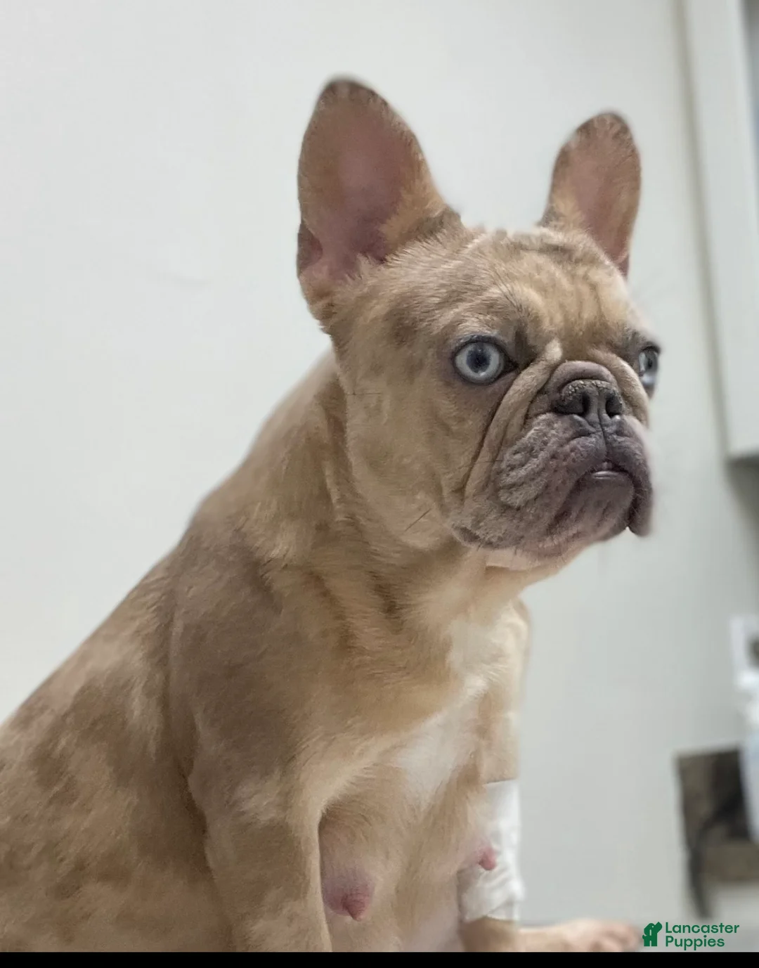 French Bulldog dogs for sale: French Bulldog Puppy  - Ad 5