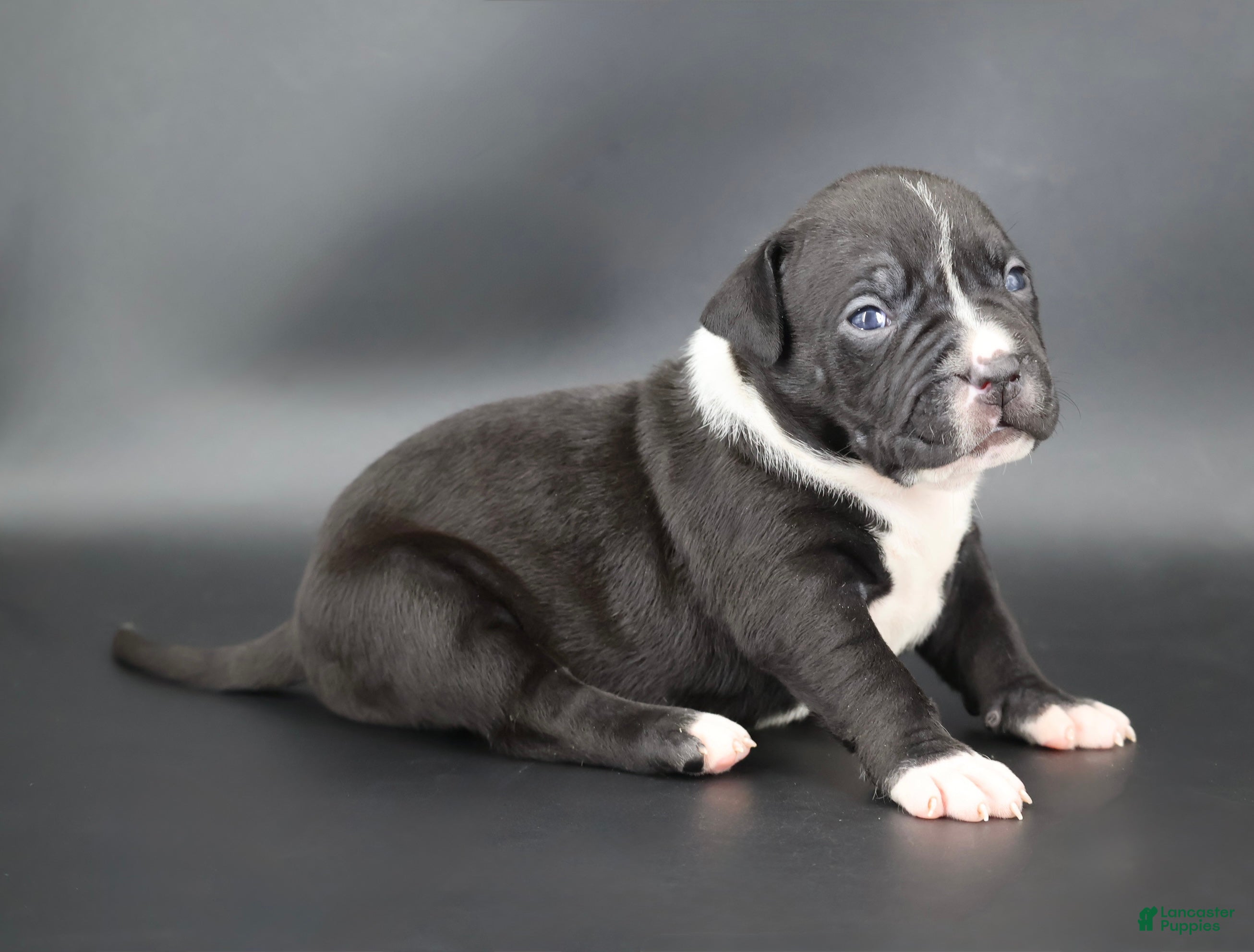 American Bully dogs Camellia - Ad 1