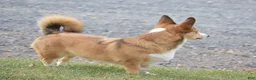 Welsh Corgi Pembroke dogs for sale: Ava - Ad 6