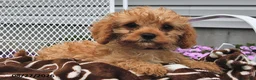 Cavapoo dogs for sale: Candy - Ad 3