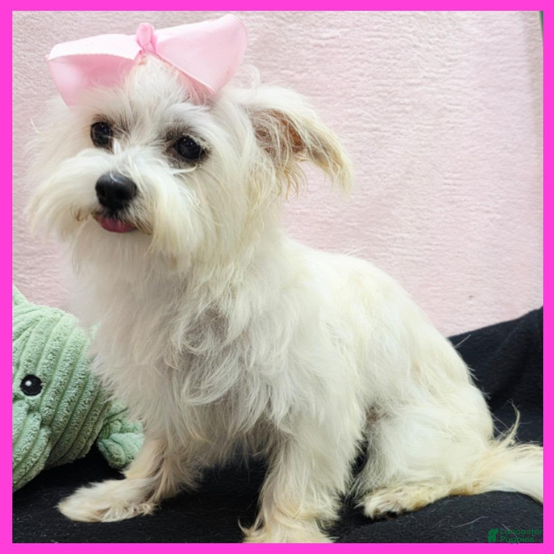 Morkie dogs Izzy - Ad 5