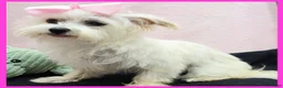 Morkie dogs for sale: Izzy - Ad 1