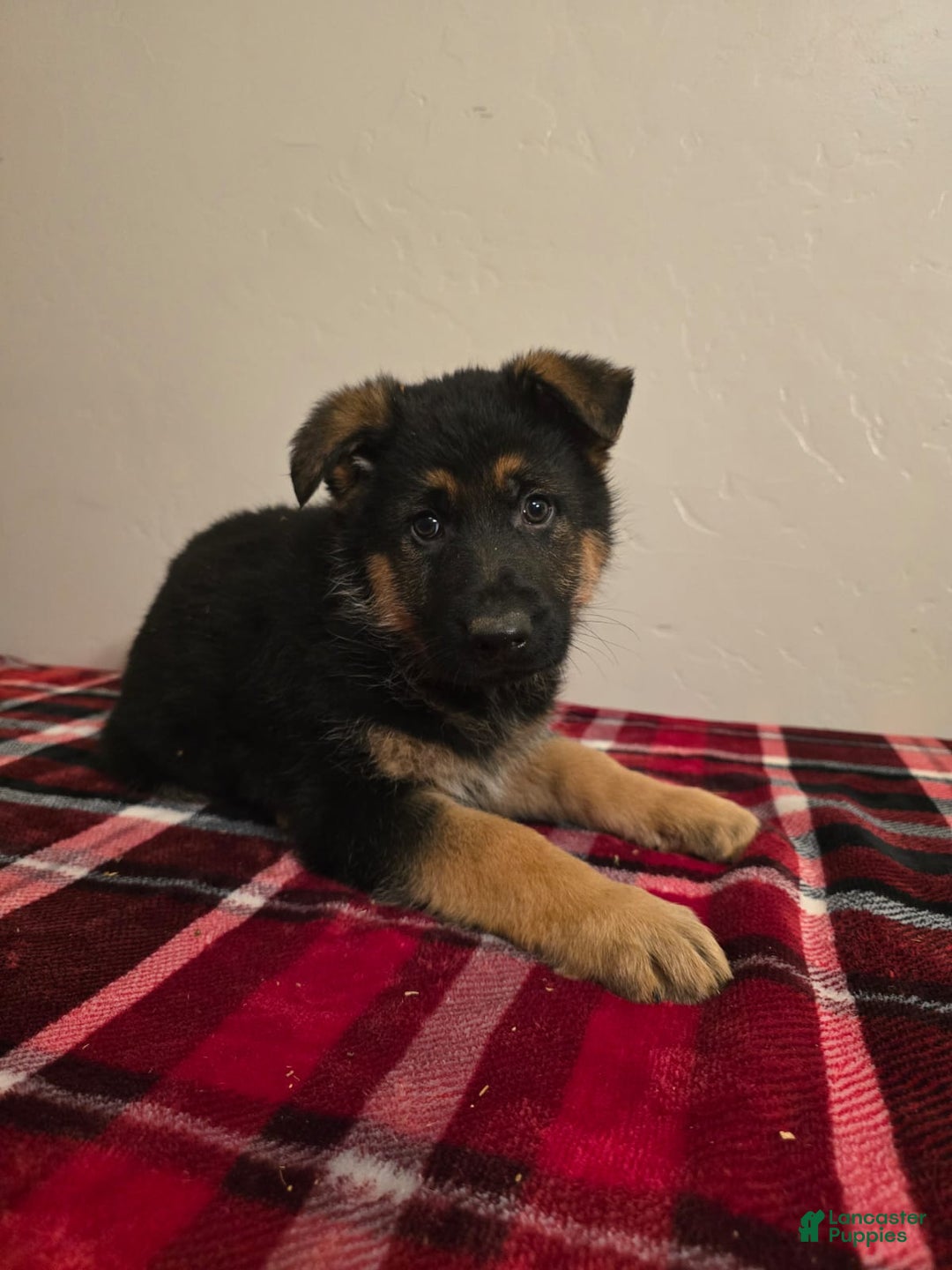 German Shepherd dogs for sale: Max - Ad 19