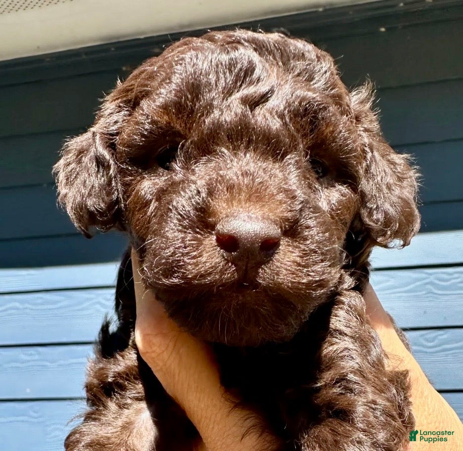 Toy Poodle dogs for sale: Toy Poodle 3 - Ad 1