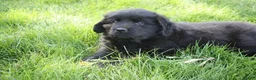 Newfoundland dogs for sale: Ember - Ad 5