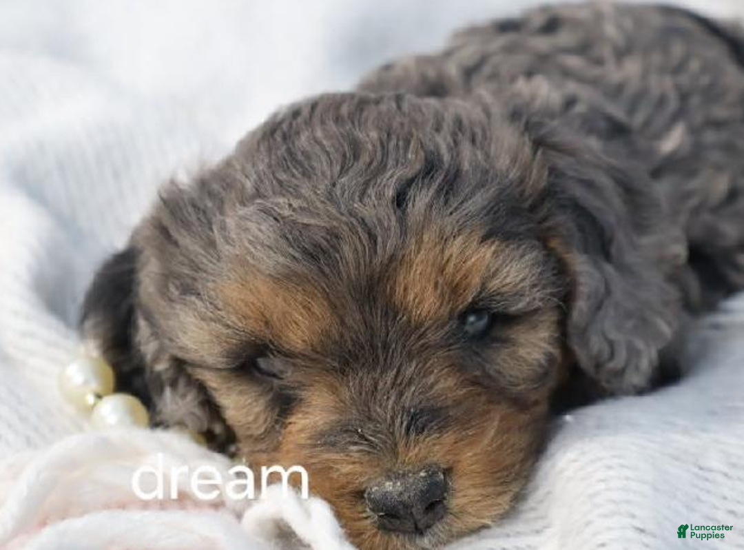 Cavapoo dogs for sale: Forrest - Ad 1