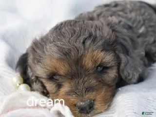 Cavapoo dogs Forrest - Ad 17