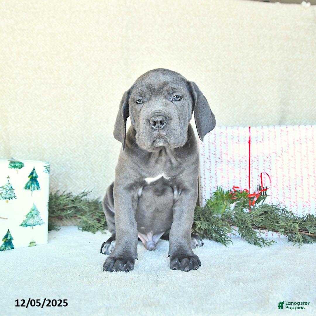 Cane Corso dogs for sale: Axel - Ad 2